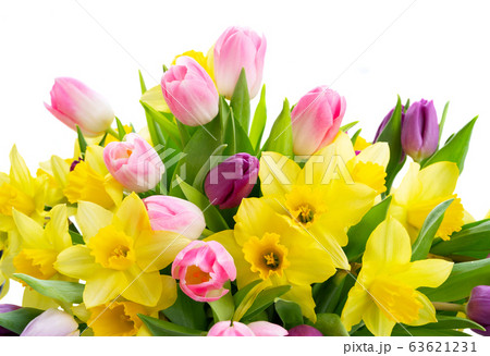 tulips and daffodils flowers tulips and daffodils flowers 63621231