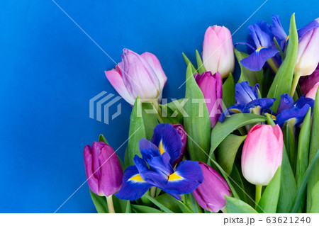 Pink and violet tulips flowers 63621240