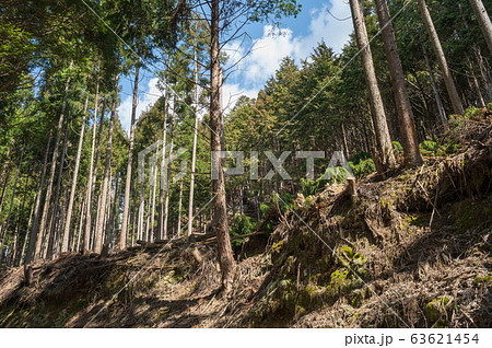 針葉樹林 63621454