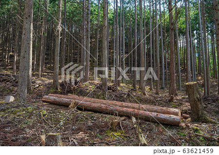 伐採作業中の針葉樹林 63621459