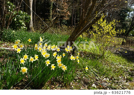 3月 栃木45水仙とレンギョウ・花之江の郷 3月 栃木45水仙とレンギョウ・花之江の郷 63621776
