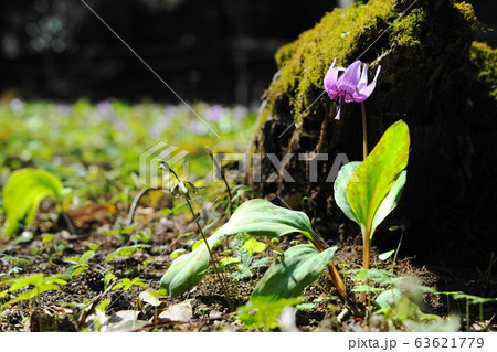 3月　栃木41ｶﾀｸﾘの花･花之江の郷 63621779
