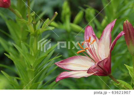 ハートストリングス・ユリの花と雨雫 ハートストリングス・ユリの花と雨雫 63621907