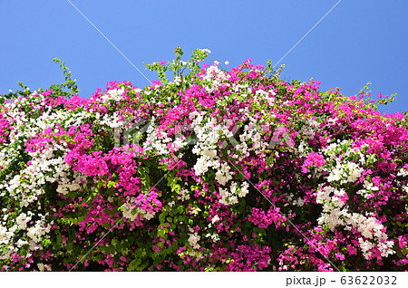 ブーゲンビリア 63622032