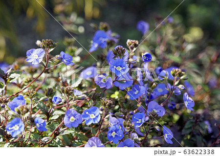 ベロニカ・アンブローサ ベロニカ・アンブローサ 63622338