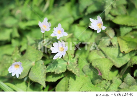 ユキワリイチゲの花 63622440
