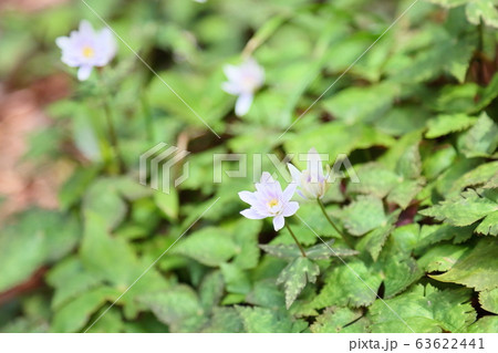ユキワリイチゲの花 63622441