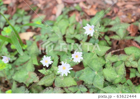 ユキワリイチゲの花 63622444