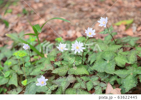 ユキワリイチゲの花 63622445