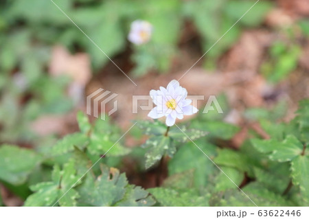 ユキワリイチゲの花 63622446
