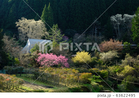 春の花咲く里(奈良県吉野郡下市町) 春の花咲く里(奈良県吉野郡下市町) 63622495
