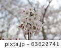 桜 63622741
