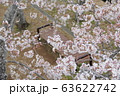 桜 63622742