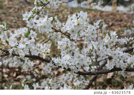 スモモの花の写真素材