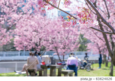 新横浜公園の早咲き桜 63624026