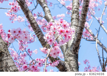 新横浜公園の早咲き桜 63624036