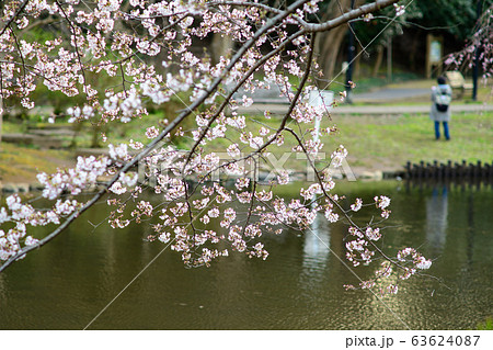 花島公園の桜 花島公園の桜 63624087