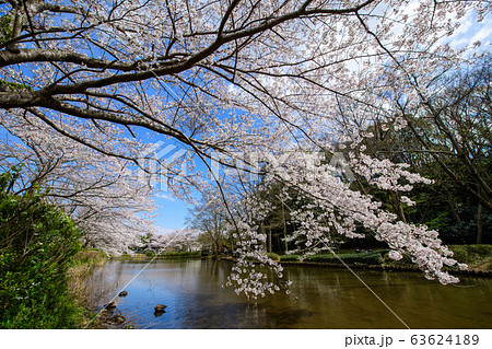 花島公園の桜と鴨と池 花島公園の桜と鴨と池 63624189