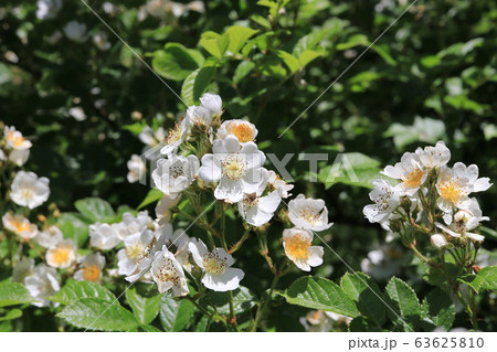 ノイバラの花 63625810