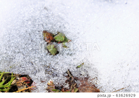 春の雪解け イメージの写真素材