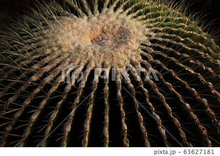 真上から俯瞰したサボテンの星形パターン 63627181
