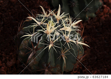 真上から俯瞰したサボテンの星形パターン 63627184