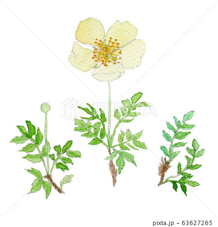 Geum pentapetalum チングルマ Geum pentapetalum チングルマ 63627265