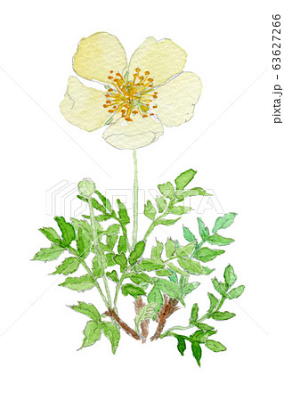Geum Pentapetalum チングルマのイラスト素材