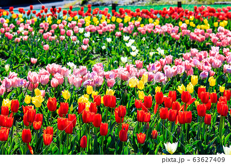 香焼チューリップまつり 【長崎市】 香焼チューリップまつり 【長崎市】 63627409