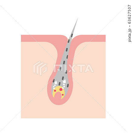 白髪 発生の仕組み・メカニズム 皮膚断面図イラスト / 文字なし 63627507
