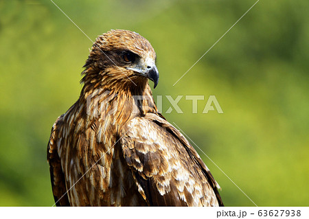鳶 野生 とんび 野鳥 鳶 野生 とんび 野鳥 63627938
