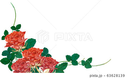 薔薇水彩画 63628139