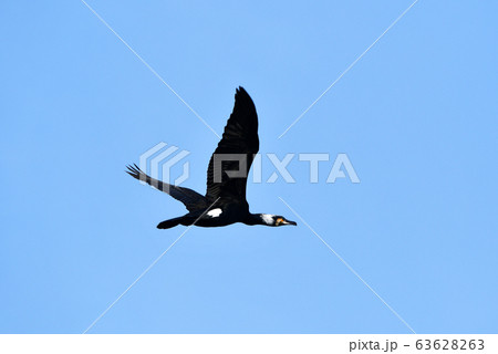 ウミウ　飛翔　鵜 63628263
