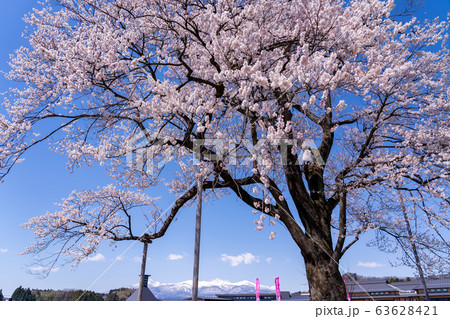 福島県　二本松市　道の駅安達の桜　万燈桜　遠くに安達太良山が見える 63628421