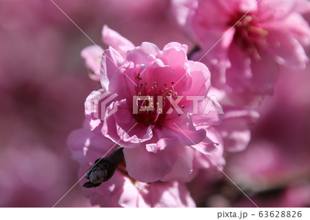 花桃満開　ピンク色 63628826