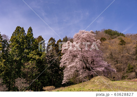 福島県 川俣町 秋山の駒ザクラ 福島県 川俣町 秋山の駒ザクラ 63628827