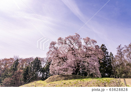 福島県　川俣町　秋山の駒ザクラ 63628828