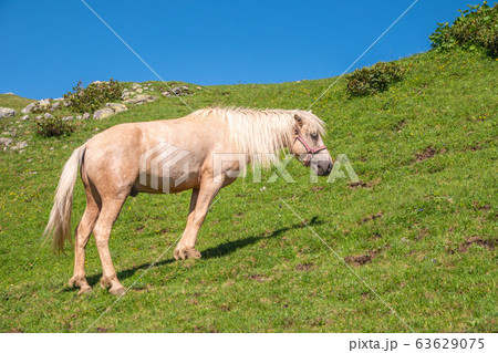 A white horse grazes in the mountains. 63629075