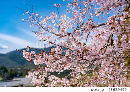 三重県　熊野市　早咲きの新種桜　クマノザクラ 63629446