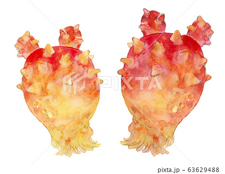 水彩イラスト 魚介 ほや ホタテのイラスト素材