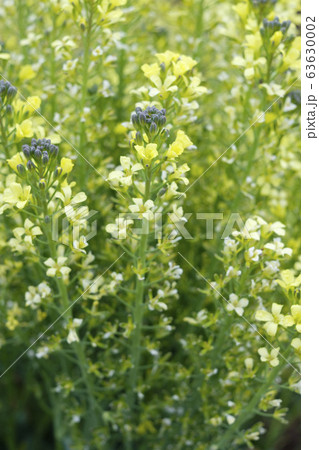 ブロッコリーの花 63630002