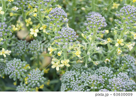 ブロッコリーの花 ブロッコリーの花 63630009