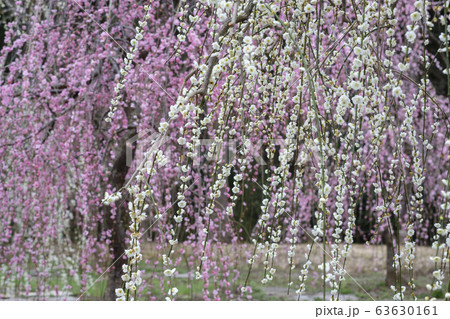 紅白の枝垂れ梅の花 紅白の枝垂れ梅の花 63630161