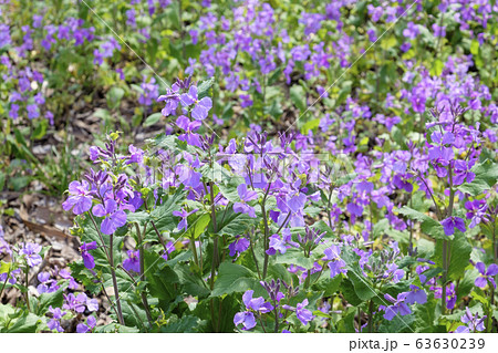 花大根の写真素材