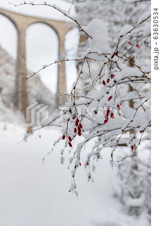 The Landwasser Viaduct through snow-covered branches with red berries, famous place in Switzerland The Landwasser Viaduct through snow-covered branches with red berries, famous place in Switzerland 63630534