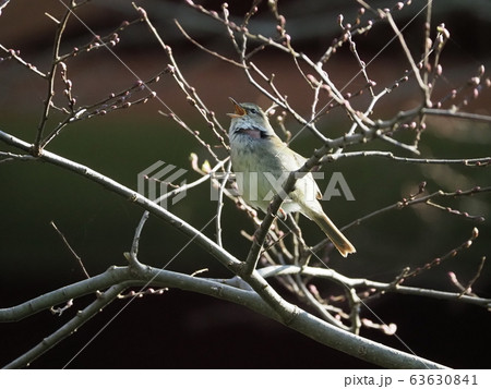 ウグイス・春告げ鳥・新芽 ウグイス・春告げ鳥・新芽 63630841