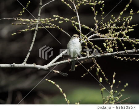 ウグイス 春告げ鳥 新芽の写真素材