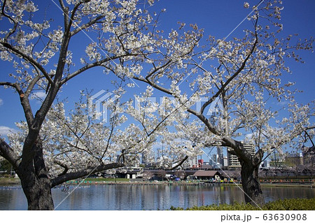 閃箱の桜　茨城県水戸市 63630908
