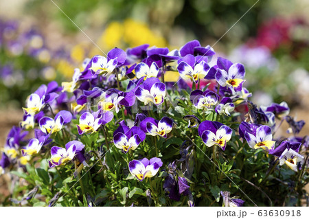 パンジー 63630918