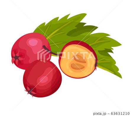 Pile of Hawthorn Berries Rested Near Veined Green Leaf Vector Illustration 63631210